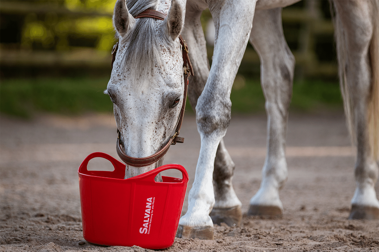 pferdefütterung-flexischale-futterschale-pferd-futter-fütterung-salvana-stall