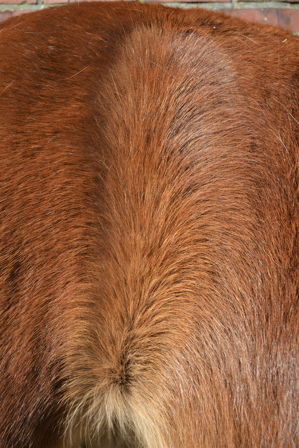 Pferdefell Histidin und Zink